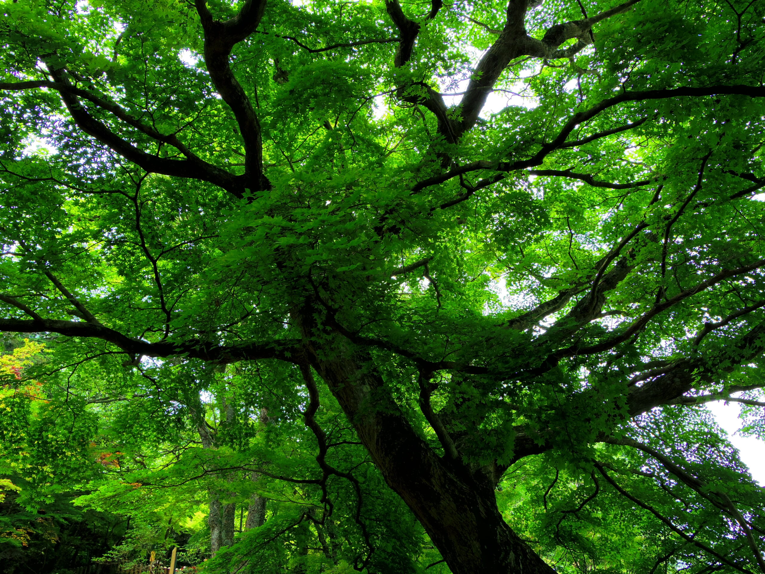 サイトリニューアル中